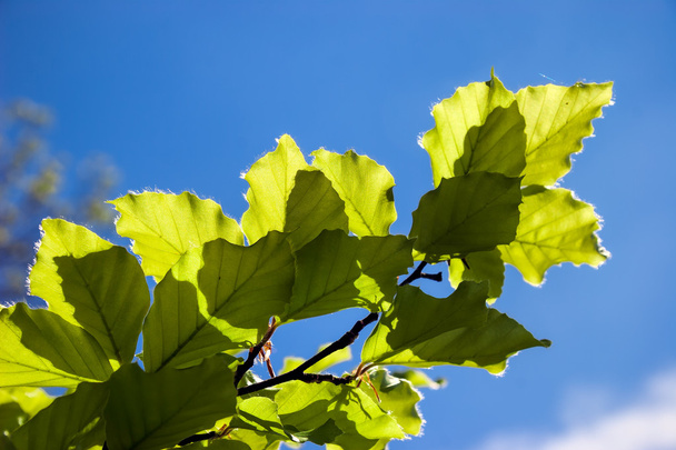 Gros plan de quelques feuilles d'un hêtre (fagaceae) en anglais
 - Photo, image