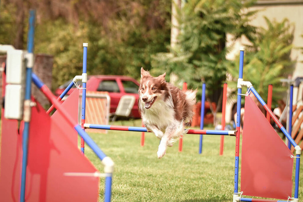 redmerle border collie is jumping over the hurdles. Amazing day on czech agility competition. - Photo, Image