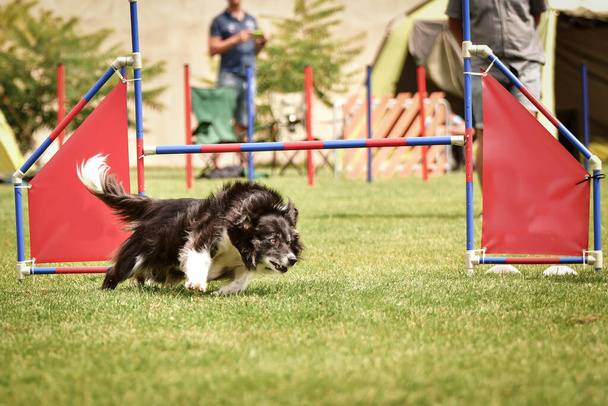 Black and white border collie on agility race  Amazing day on czech agility competition. They are middle expert it means A2. - Photo, Image