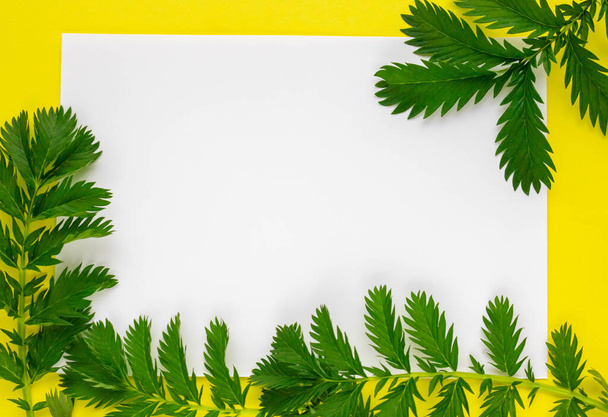 Folhas verdes em um fundo minimalista amarelo-branco. Conceito Flatlay, copie space.space para o seu texto
 - Foto, Imagem