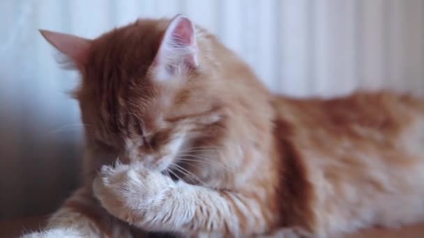 The cat is washing himself at home - Кадри, відео