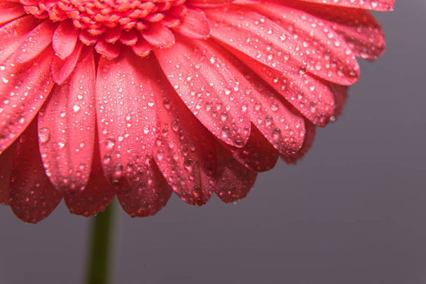 多くの小さな水滴を持つピンクのガーベラの花の花弁。芽のクローズアップのマクロショット. - 写真・画像