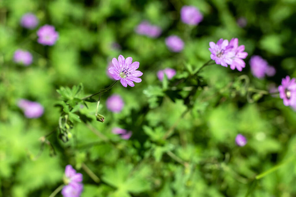 紫色の花ゲラニウム｜庭、背景のピレナシウム. - 写真・画像