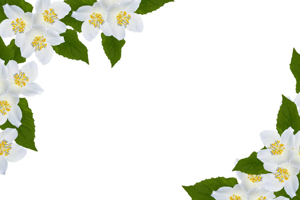 branche de fleurs de jasmin isolées sur fond blanc. Belle plante à fleurs - Photo, image