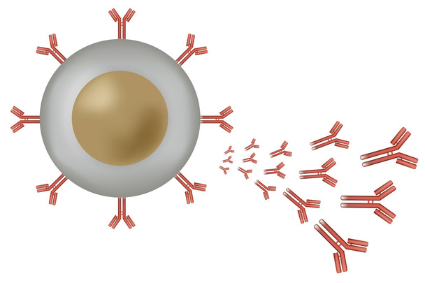 Buňka b lymfocyty produkují protilátky - Vektor, obrázek