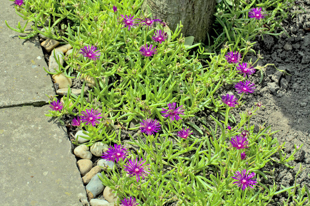 Όμορφα διακοσμητικά λουλούδια είναι τα άνθη πάγου του λατινικού ονόματος Delosperma cooperi που φυτρώνουν στον κήπο. Η προέλευση των λουλουδιών είναι η Βόρεια Αφρική. - Φωτογραφία, εικόνα