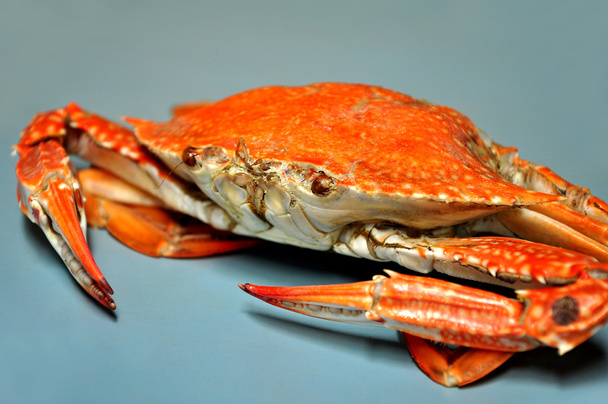 Crabe cuit à la vapeur
 - Photo, image