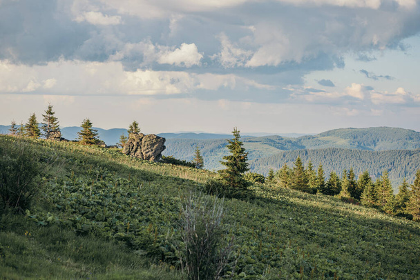 Una mandria di pecore al pascolo su un lussureggiante campo verde - Foto, immagini