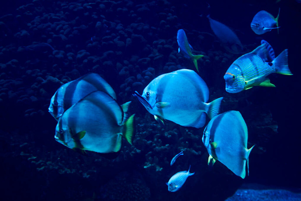 Golden fin fish swimming in the sea, rock, illuminated, blue - Photo, Image