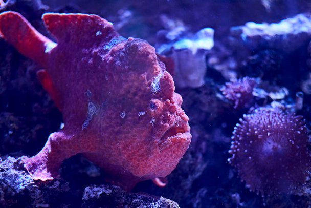 Rhinophias poissons nageant dans l'océan, rouge, sable, algues - Photo, image