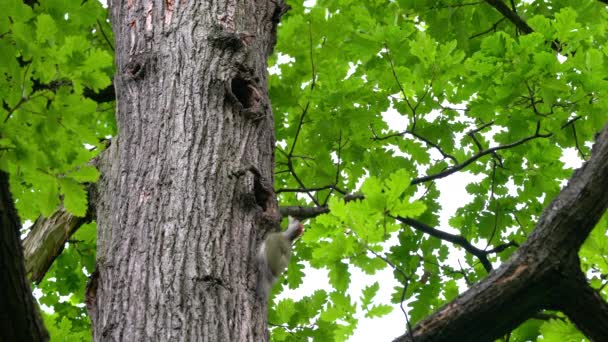 European Green Woodpecker on tree near nest in forest, young (Picus viridis) - Video, Çekim