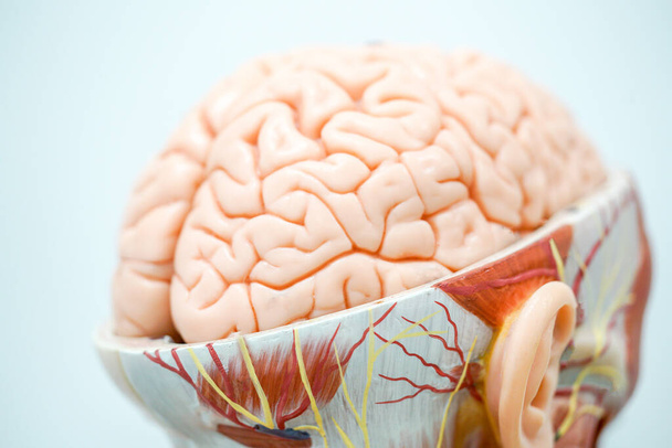 Ανθρώπινο μοντέλο ανατομίας του εγκεφάλου για τη φυσιολογία της εκπαίδευσης - Φωτογραφία, εικόνα