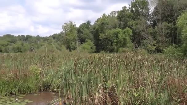 Pan de exuberante pantano verde y un estanque de lirio inalterado - Metraje, vídeo