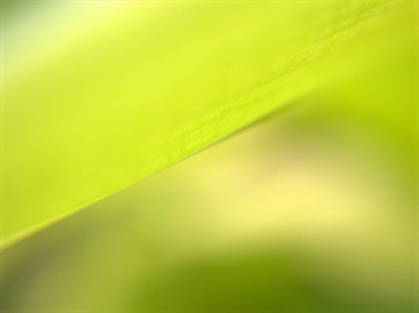 Close-up macro van groen blad met zachte focus en heldere wazig achtergrond, zoete kleur, helder, natuur bladeren voor kaart ontwerp - Foto, afbeelding