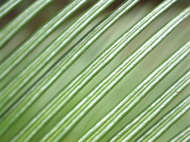 Closeup green leaf of palm tree with shiny and blurred, macro image and blur and bright background, soft focus, nature leaves for card design - Foto, imagen