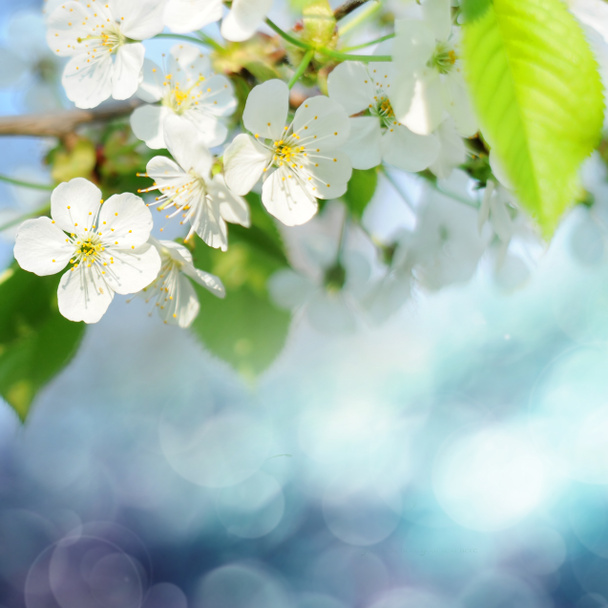 Jarní květiny - Fotografie, Obrázek