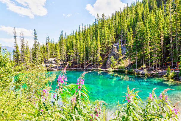Fireweeds rodea los lagos de Grassi de color esmeralda en las Rocosas del sur de Canadá de Canmore, que es parte del sistema de parques rurales Kananaskis.  - Foto, imagen