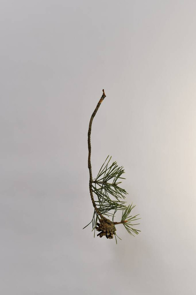 A branch of pine with one blooming, open cone, view from behind, at the point of attaching to the branch. - Φωτογραφία, εικόνα