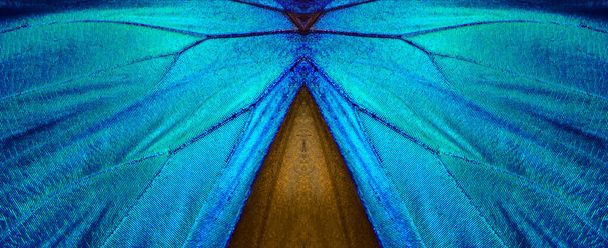 Les ailes d'un papillon Morpho. Ailes d'un fond de texture papillon. Ornement ailes de papillon. - Photo, image