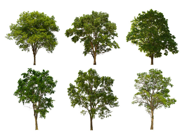 arbre isolé ensemble vert est situé sur un fond blanc Collection d'arbre isolé vert sur fond blanc Arbre tropical - Photo, image