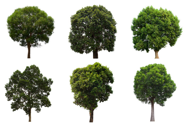 απομονωμένο δέντρο πράσινο σύνολο βρίσκεται σε ένα λευκό φόντο.Συλλογή απομονωμένο δέντρο πράσινο σε λευκό φόντο τροπικό δέντρο - Φωτογραφία, εικόνα