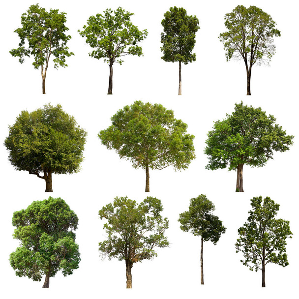 erillinen puun vihreä sarja sijaitsee valkoisella taustalla.Kokoelma eristetty puun vihreä valkoisella pohjalla Trooppinen puu - Valokuva, kuva