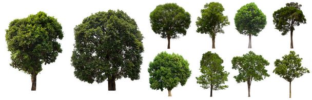 isolierte Baum grün Set befindet sich auf einem weißen Hintergrund. Sammlung von isolierten Baum grün auf weißem Hintergrund Tropischer Baum - Foto, Bild
