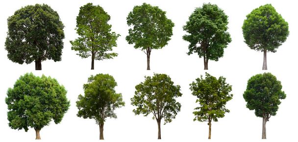 isolado árvore verde conjunto está localizado em um fundo branco.Coleção de árvore isolada verde sobre fundo branco árvore tropical
 - Foto, Imagem