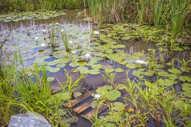白い花で覆われたユリのパッドで覆われた池に沈んだパレット - 写真・画像