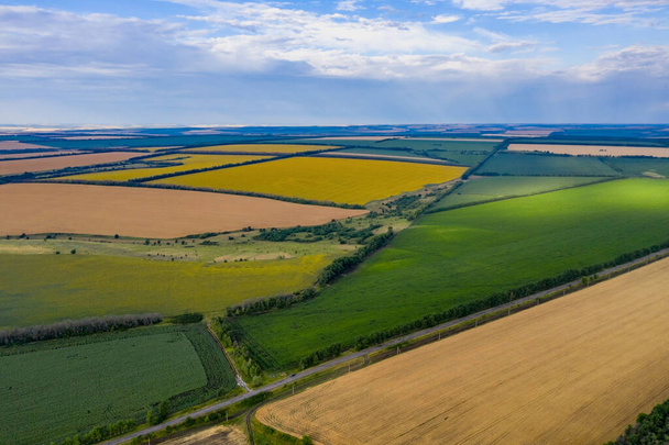 Ungleichmäßige Weizenfelder und eine Sonnenblume von einer Drohne in der Region Woronesch in Russland. - Foto, Bild