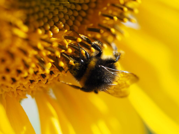Bumblebee pracuje na słonecznikowym kwiatku. Środek kwiatu i płatki są widoczne. Żółty złoty nastrój. - Zdjęcie, obraz