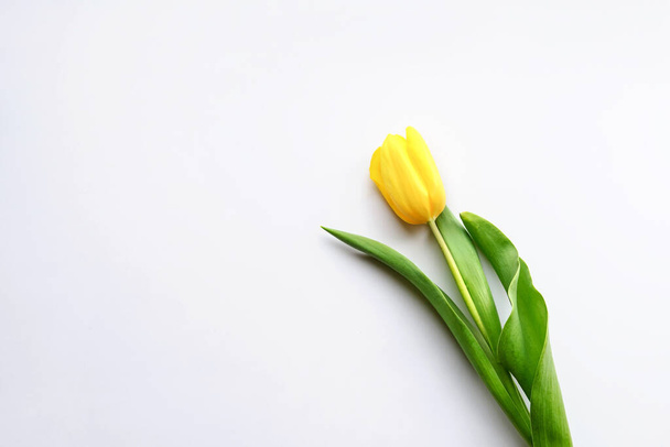 top view of a a yellow tulip on white background - Foto, imagen