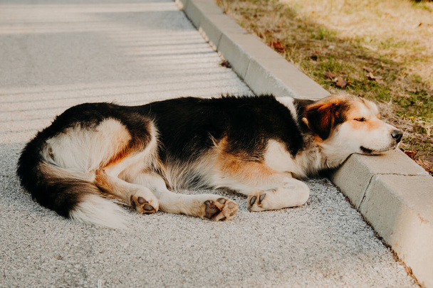 Gyönyörű kóbor kutya aludni az úton, pihentető fej a járdán.  - Fotó, kép