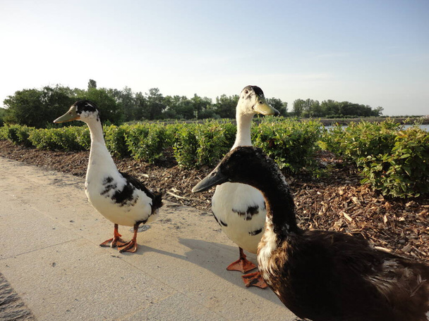 Утки прогуливаются по парку в прекрасный день - Фото, изображение
