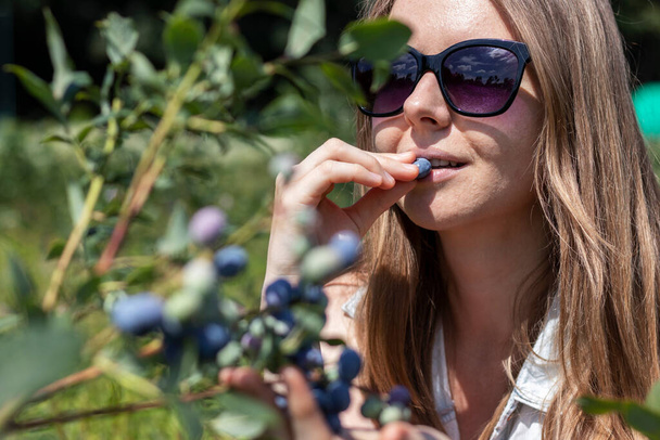 Young woman in sunglasses eating ripe blueberries plucking berries straight from the bush. Outdoors photo, selective focus. - Photo, Image