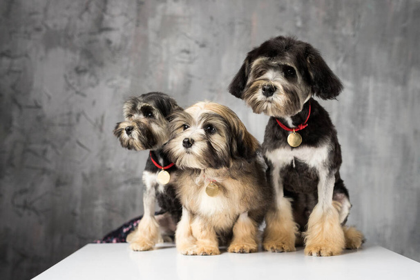 Trzy psy Bichon Lion sfotografowane w studio. Psy kaganiec w aparacie na białym sześcianu z szarym tle - Zdjęcie, obraz