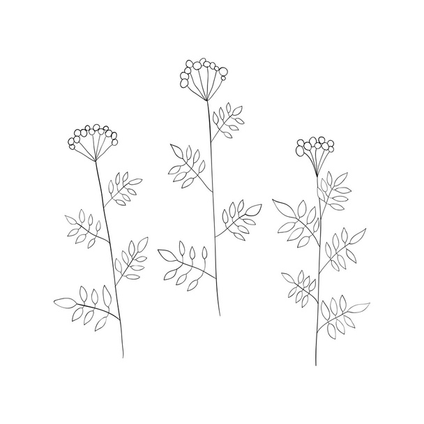 Floral elements. Grass. Vector illustration. - Vector, Image