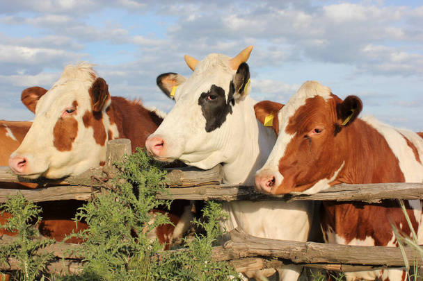 Vaches rouges et blanches et taureau blanc derrière une clôture de ferme en bois contre un ciel bleu vif en été journée ensoleillée - Photo, image