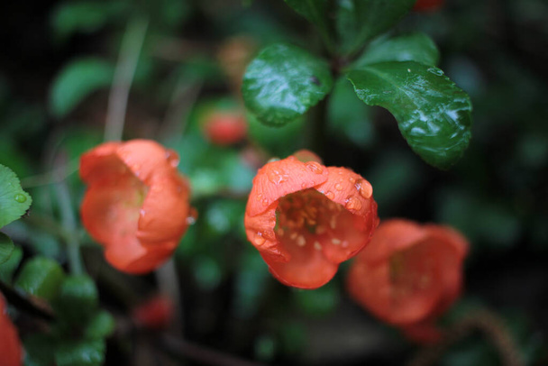 Primavera temprana florece Texas Scarlet Flowering Quince (Chaenomeles japoneses) flores naranjas o rojas con gotas de lluvia en los pétalos. Enfoque selectivo. Fondo verde borroso. - Foto, imagen