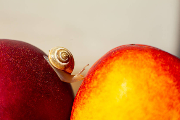 Little snail crawling on ripe red nectarines. - Фото, зображення