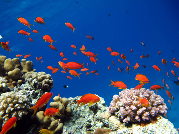 Goldie del mare. L'antias più comune nel Mar Rosso. I subacquei lo vedono in enormi stormi sulle pendici delle barriere coralline. - Foto, immagini