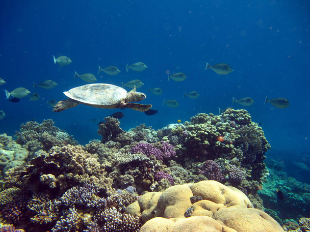 Θαλάσσια χελώνα. Μεγάλη Reef Turtle. Μπισά. - Φωτογραφία, εικόνα
