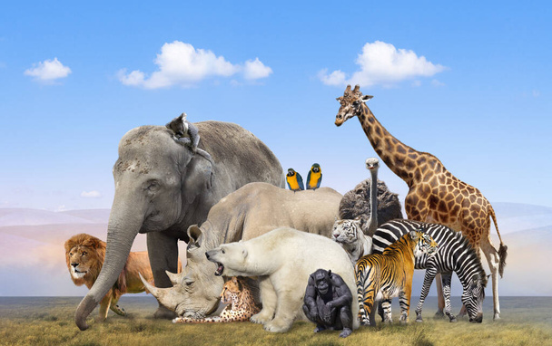 Группа диких животных на голубом фоне неба - Фото, изображение