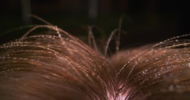 Gouttelettes de laque visibles sur les cheveux - Séquence, vidéo
