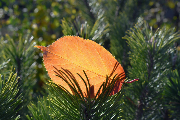 Das herbstliche orangefarbene Blatt liegt auf dem grünen Fichtenzweig - Foto, Bild