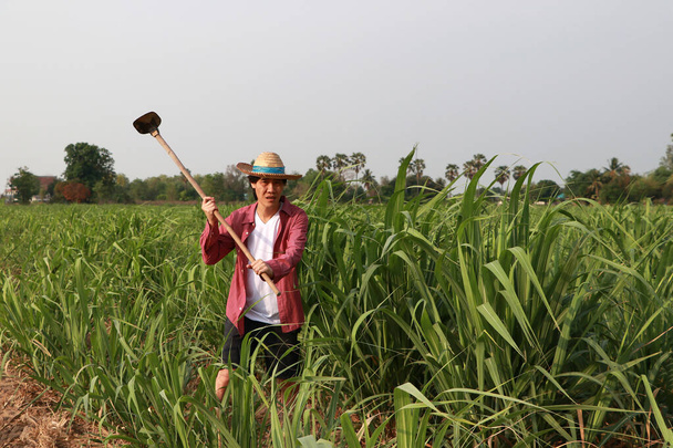 Mann Bauer mit Hacke in der Hand arbeitet in der Zuckerrohrfarm und trägt einen Strohhut mit rotem Langarmshirt. - Foto, Bild