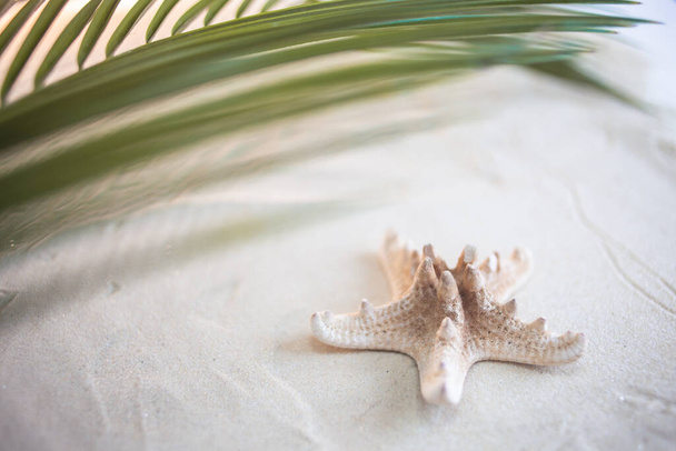 Tropical beach A green palm leaf, and lonely starfish, lie on white fine sand. Desktop wallpaper. - Foto, Imagen