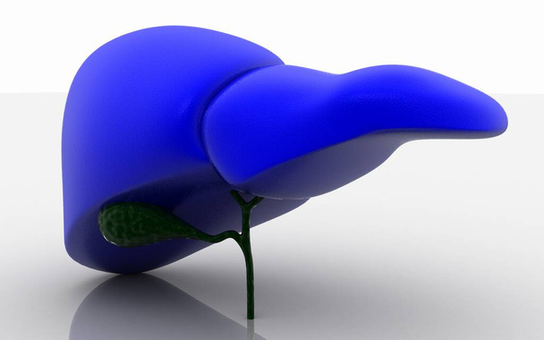 3D απεικόνιση του ήπατος και της χοληδόχου κύστης στο φόντο χρώμα - Φωτογραφία, εικόνα