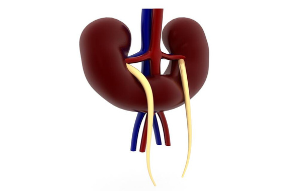 白い背景に隔離された腎臓のヒト器官3Dレンダリング - 写真・画像
