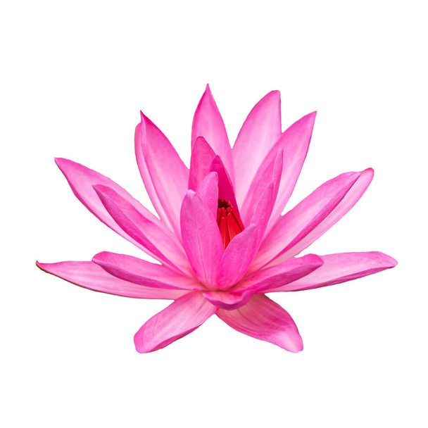 Blooming Pink Water Lily bloem geïsoleerd op witte achtergrond met knipsel pad. - Foto, afbeelding